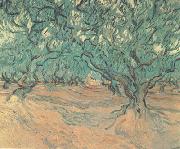 Olive Trees (nn04) Vincent Van Gogh